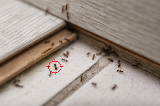 Spider Control Near Me in Greensburg, PA