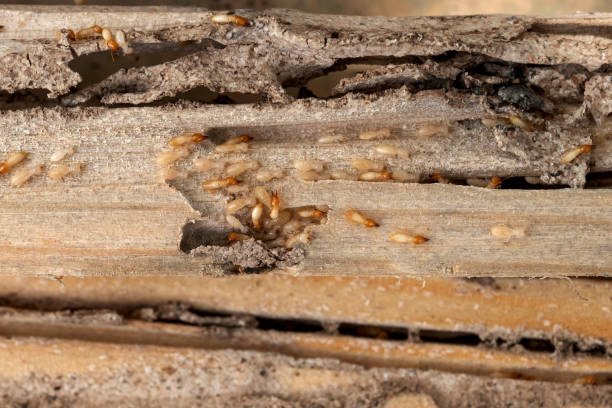 Best Affordable Pest Control Services  in Greensburg, PA